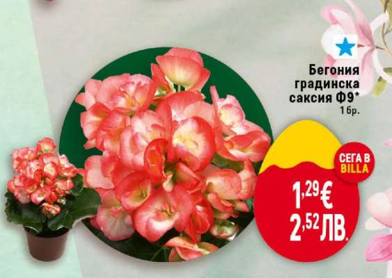 Бегония градинска саксия Ф9