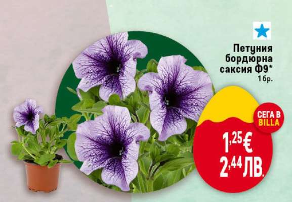Петуния бордюрна саксия Ф9