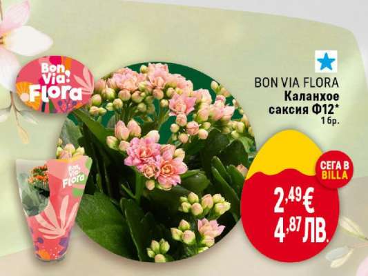 BON VIA FLORA Каланхое саксия Ф12**