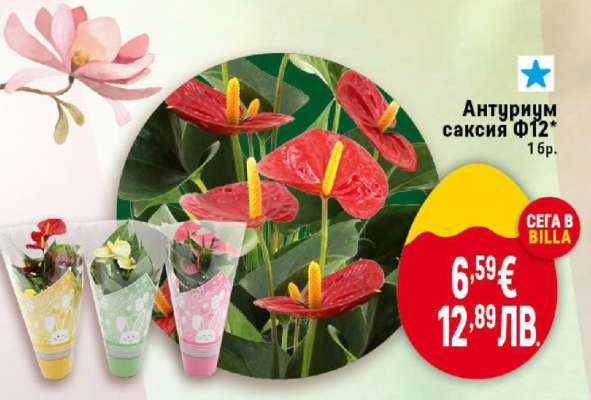 Антуриум саксия Ф12