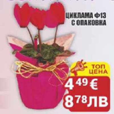 Циклама Ф13 с опаковка