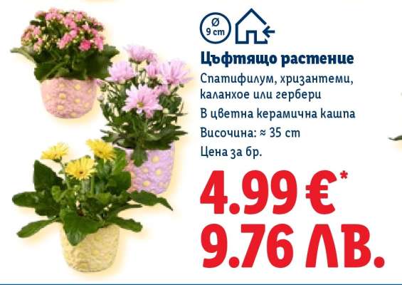 Цъфтящо растение