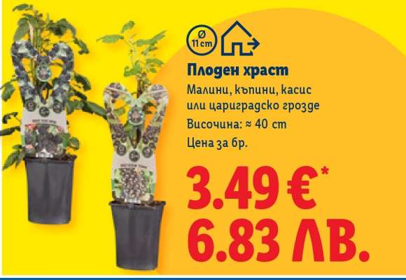 Плоден храст