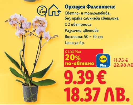 Орхидея Фаленопсис