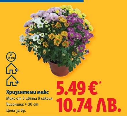 Хризантеми микс