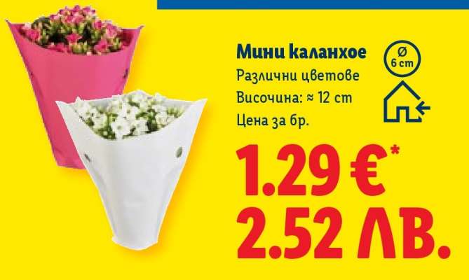 Мини каланхое