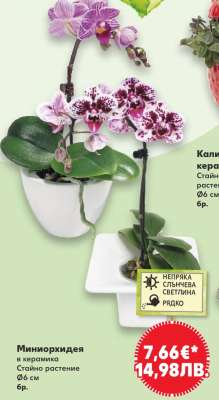 Миниорхидея в керамика