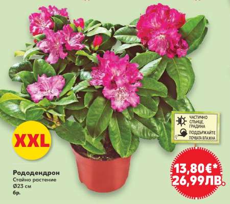 Рододендрон