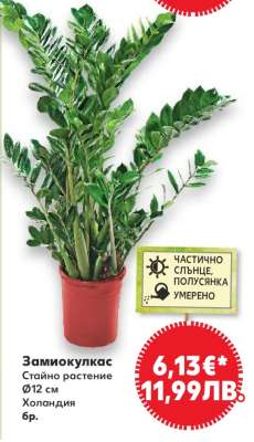 Замиокулкас