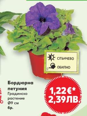 Бордюрна петуния