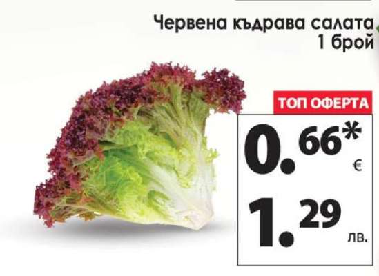 Червена къдрава салата