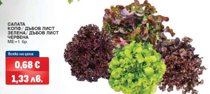 САЛАТА КОПФ/ ДЪБОВ ЛИСТ ЗЕЛЕНА/ ДЪБОВ ЛИСТ ЧЕРВЕНА
