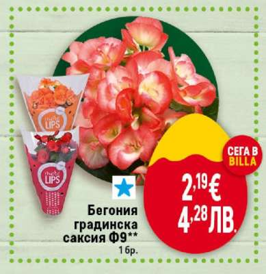 Бегония градинска саксия Ф9