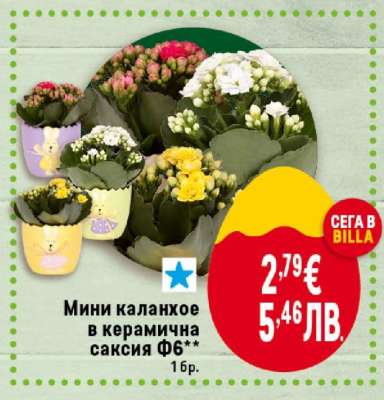 Мини каланхое в керамична саксия Ф6