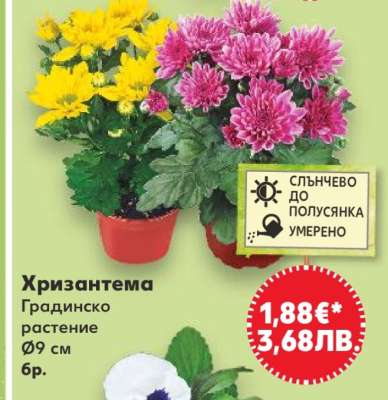 Хризантема