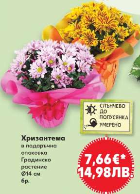 Хризантема