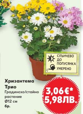 Хризантема Трио