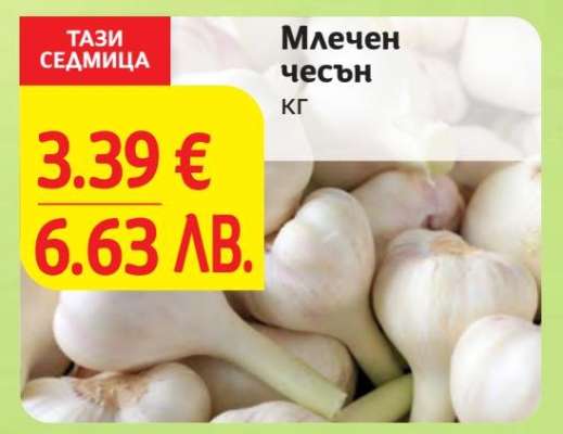 Млечен чесън