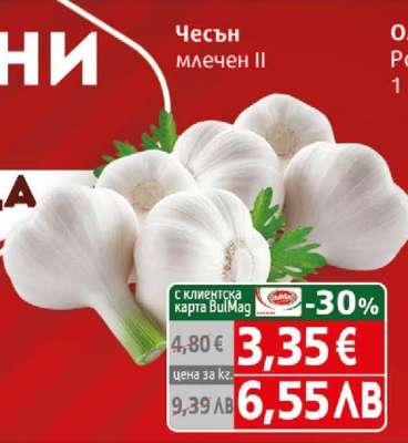 Чесън млечен II