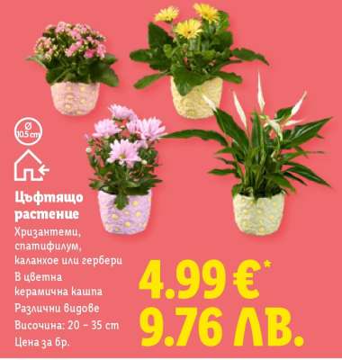 Цъфтящо растение