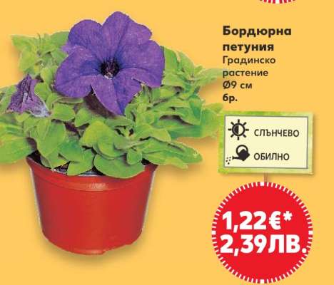 Бордюрна петуния