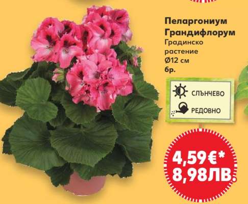 Пеларгониум Грандифлорум