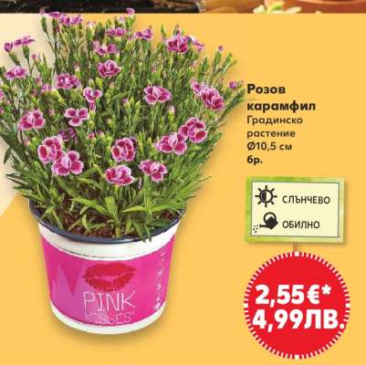 Розов карамфил