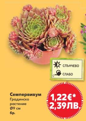 Семпервивум