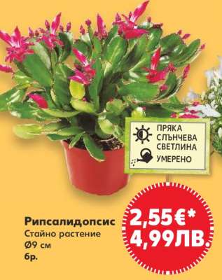 Рипсалидопсис