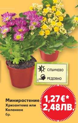 Минирастение