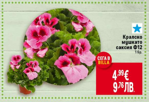 Кралско мушкато саксия Ф12