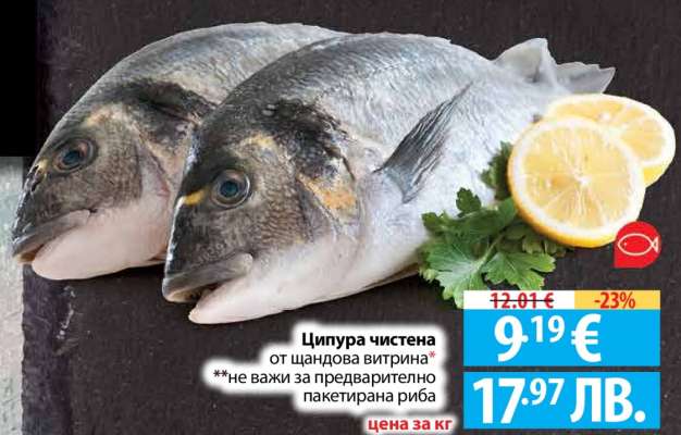 Ципура чистена