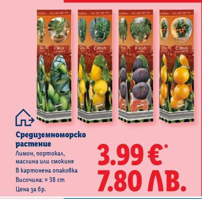 Средиземноморско растение