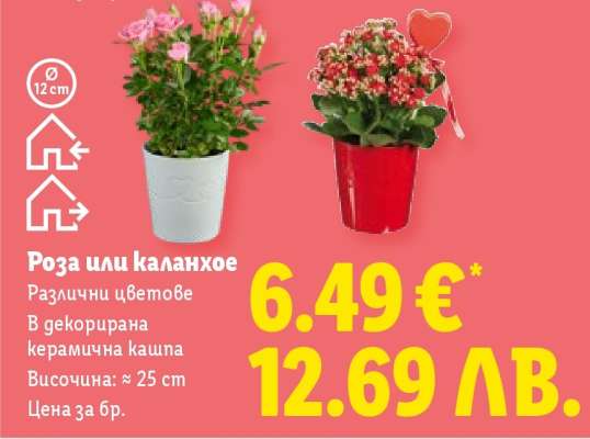 Роза или каланхое