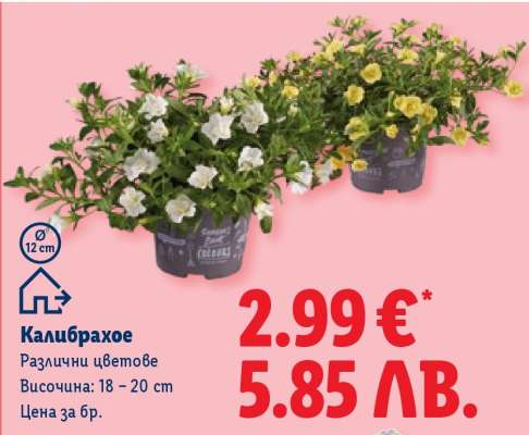 Калибрахое