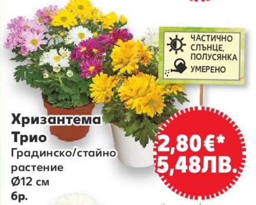 Хризантема Трио
