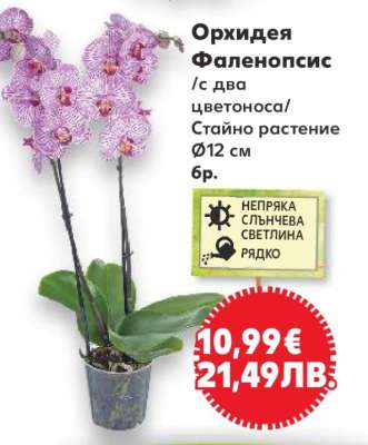 Орхидея Фаленопсис