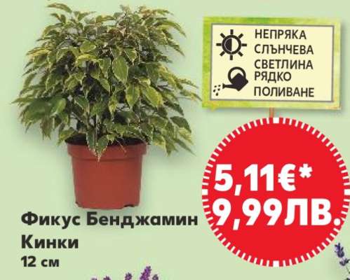 Фикус Бенджамин Кинки