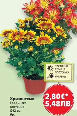 Хризантема