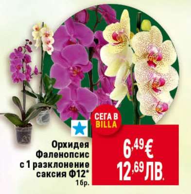 Орхидея Фаленопсис