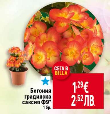 Бегония градинска саксия Ф9