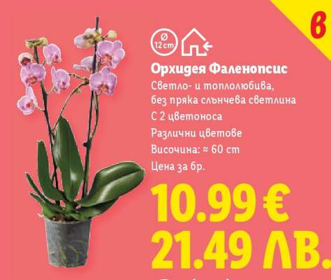 Орхидея Фаленопсис