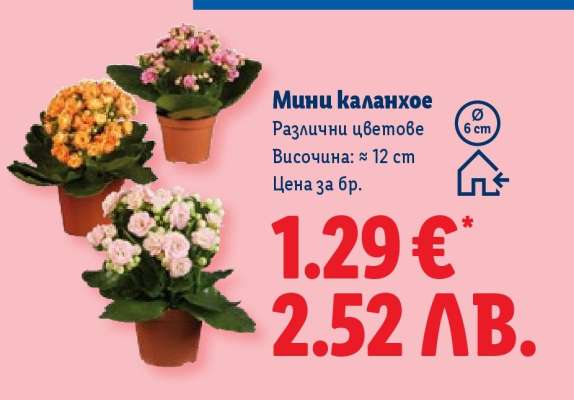 Мини каланхое