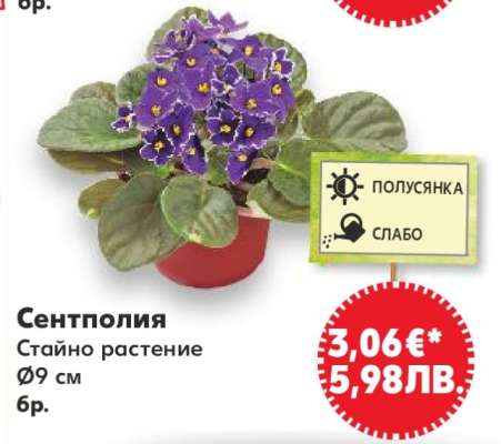 Сентполия