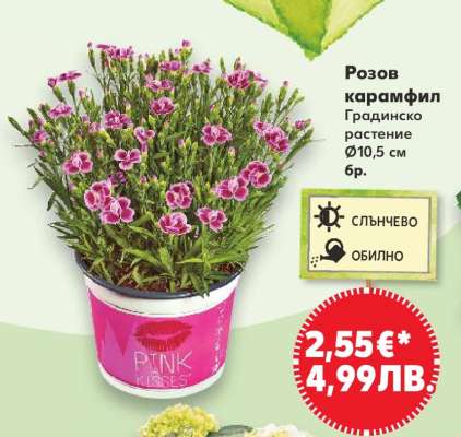 Розов карамфил