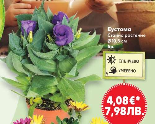Еустома