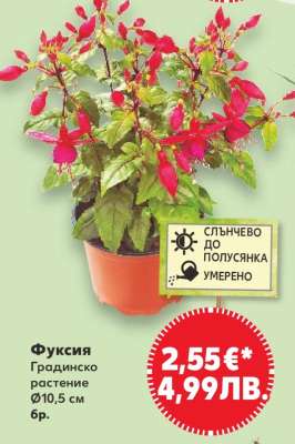 Фуксия
