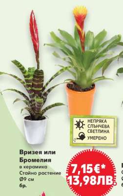 Вризея или Бромелия