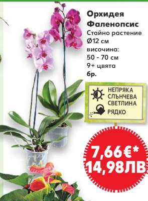Орхидея Фаленопсис