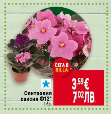 Сентполия саксия Ф12